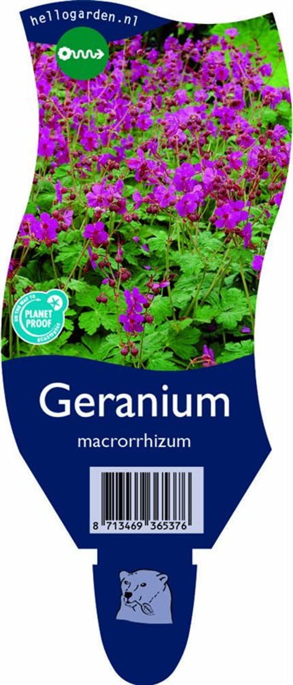 Geranium macrorrhizum - P11